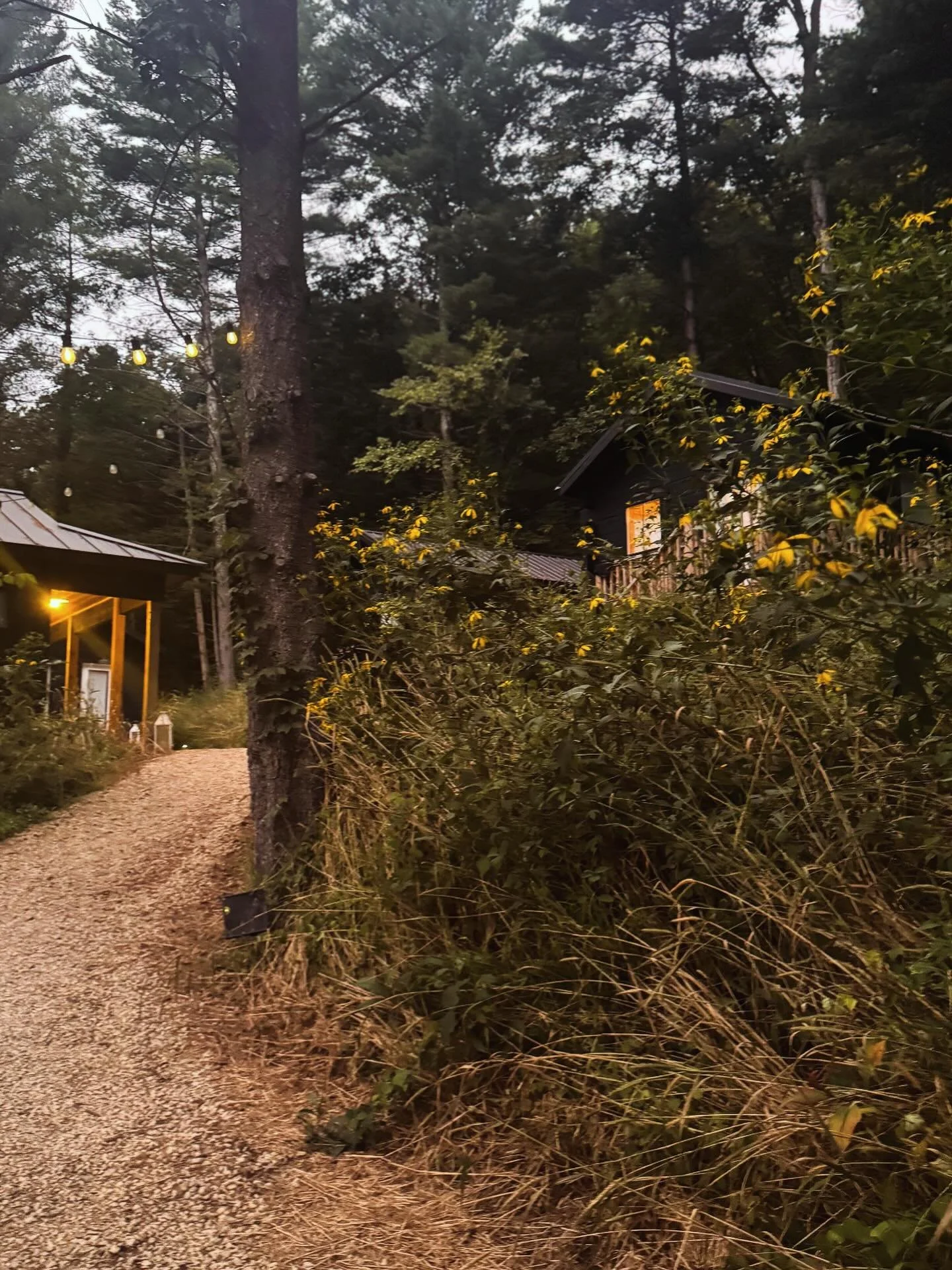 Yellow wild flowers mark the moment between summer and fall. 

Join us for a dose of nature at one of our fall retreats. Over half are sold out, but there are still a few spots in a few of them. Visit our website events page to find out more. Link in