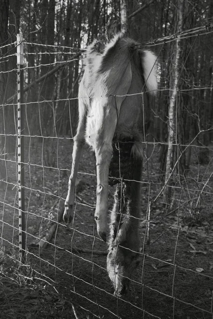 deer_fence.jpg