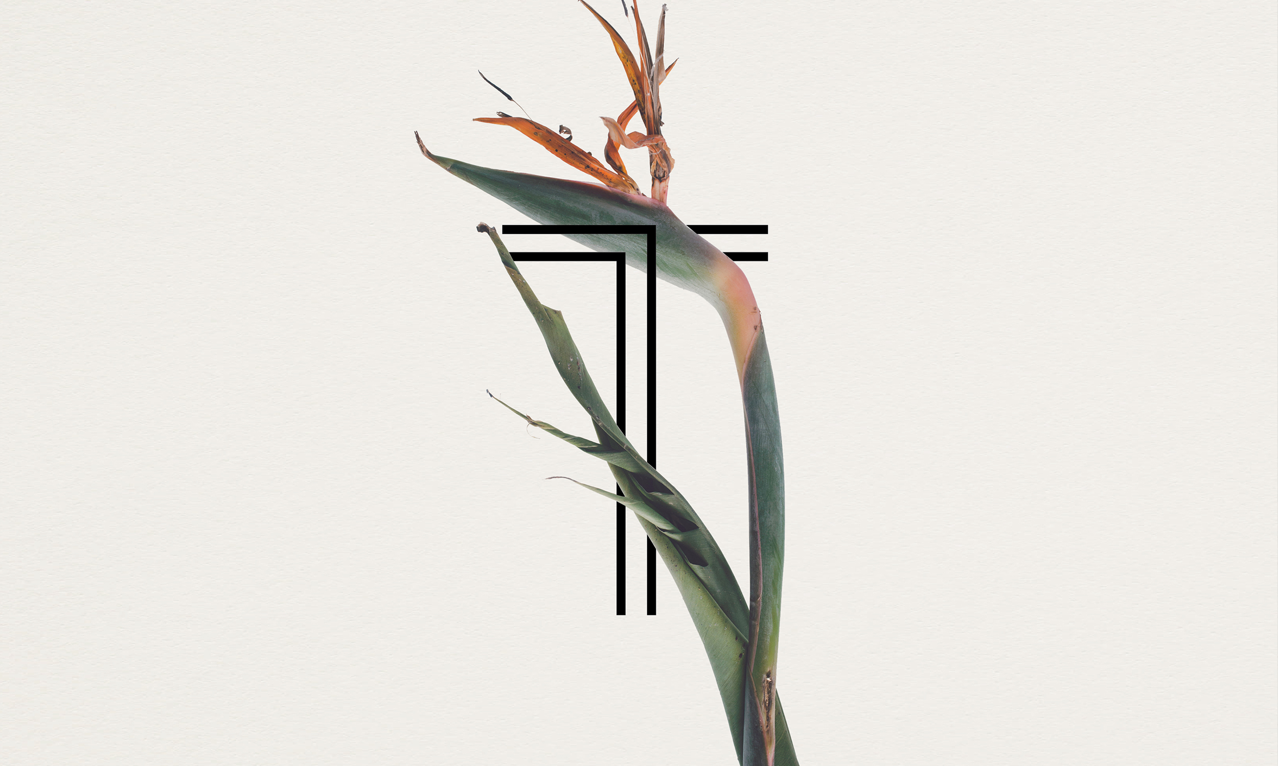 plant.jpg