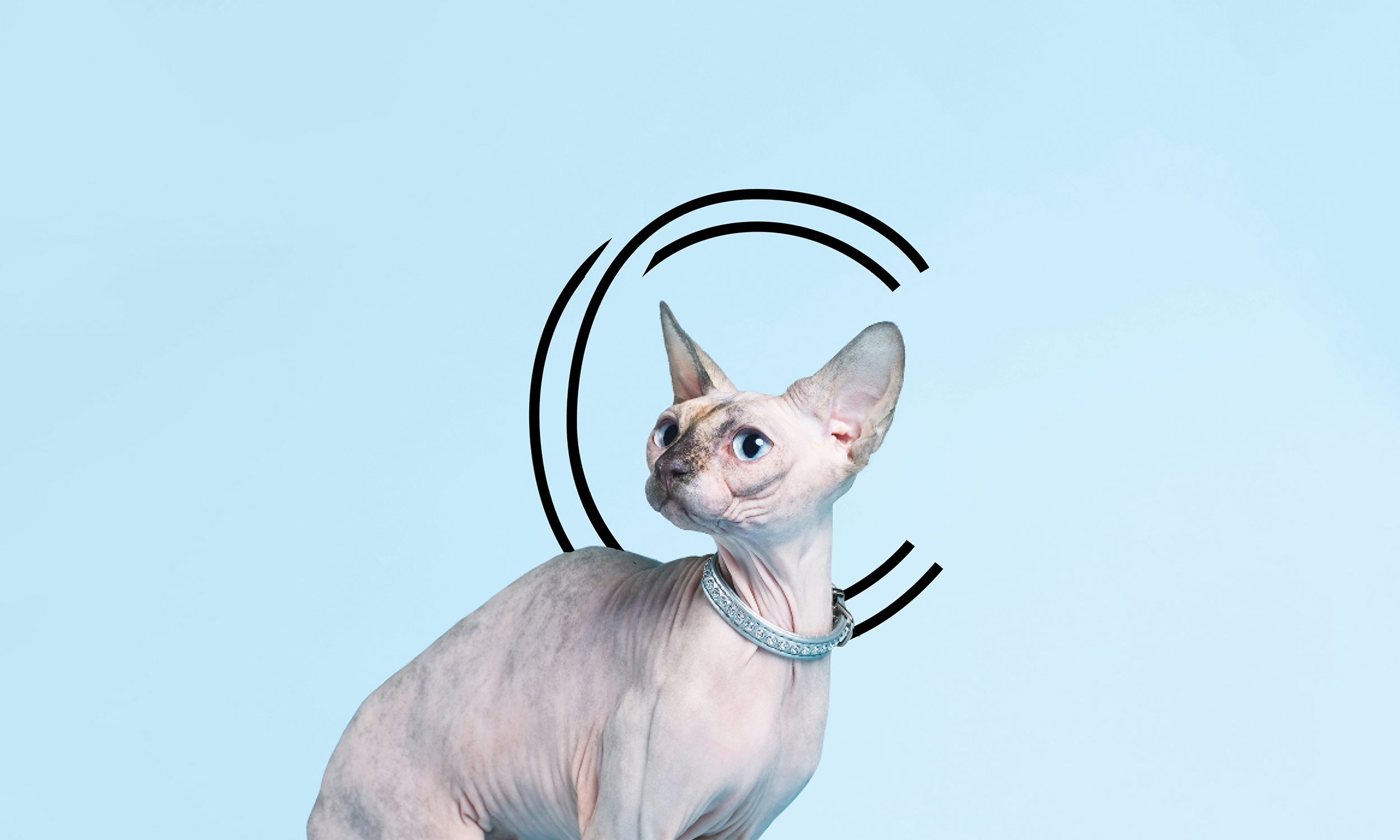 cat.jpg
