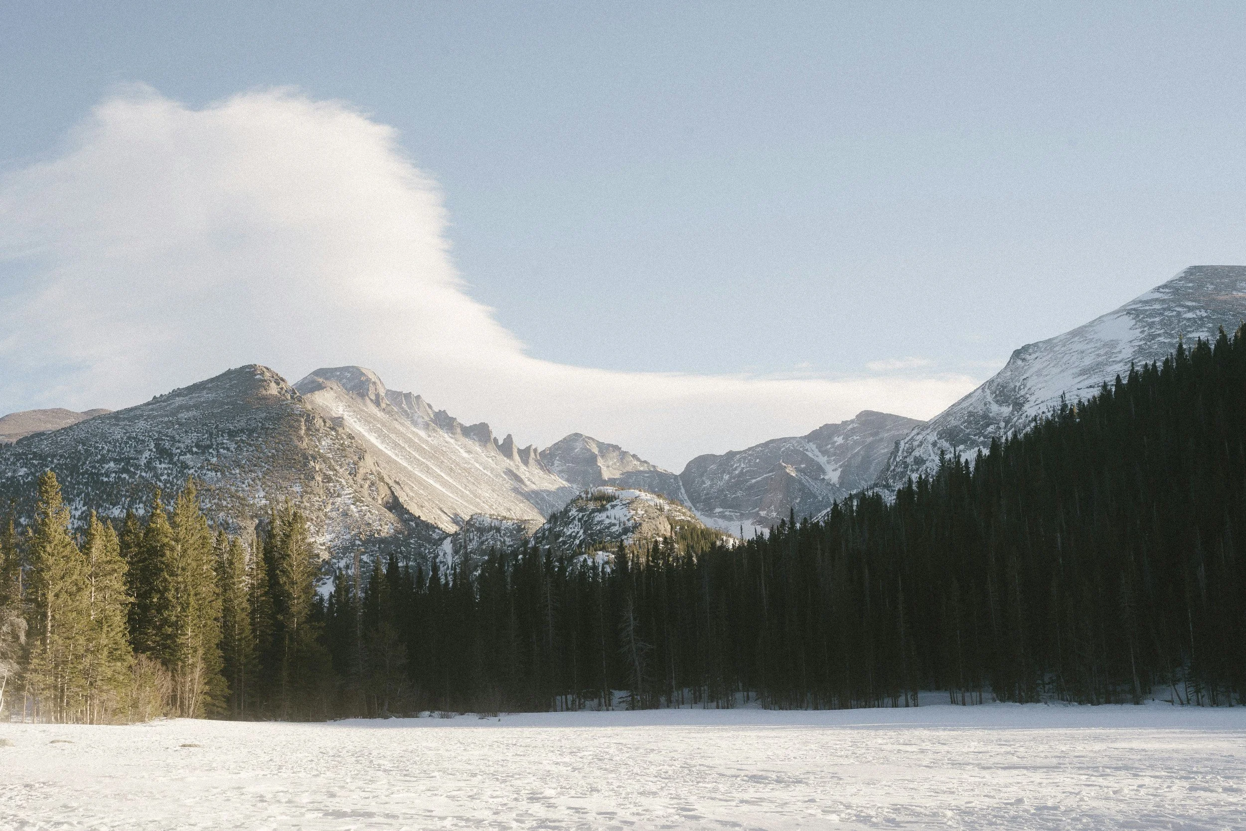 Lotus Newsletter January 2026