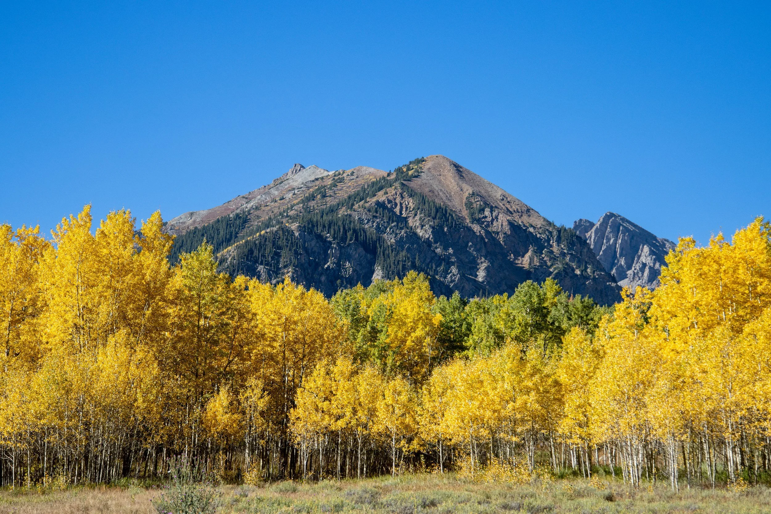 Yellow aspen trees in fall with mountain behind and blue sky.
