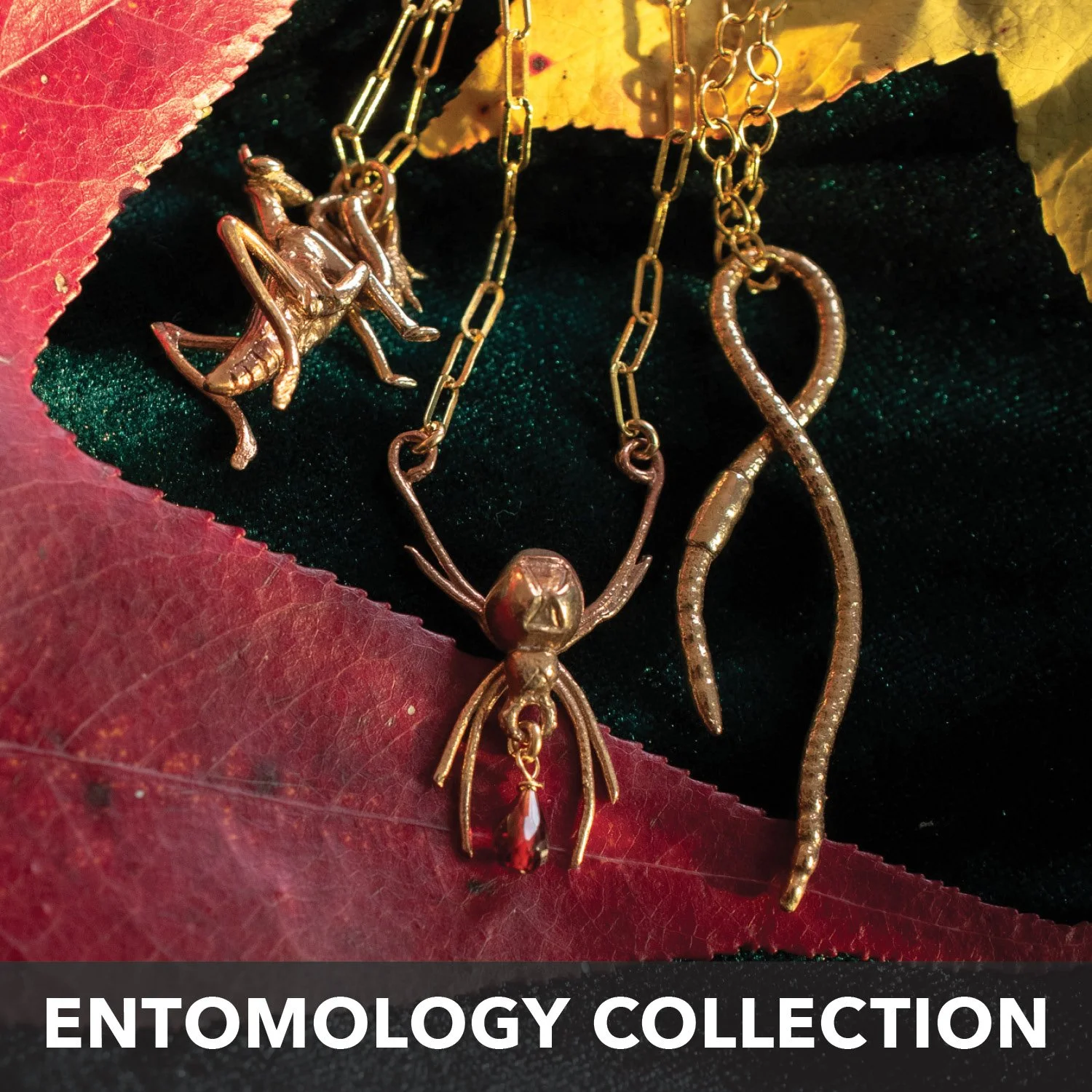 Entomology Collection