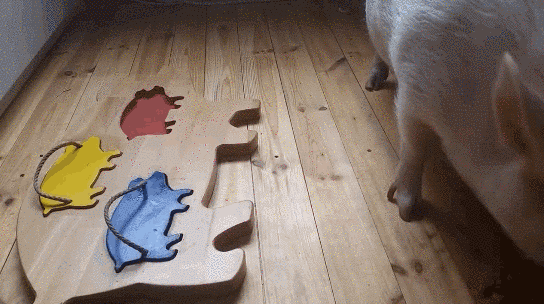 The GIF of a Pig Solving a Pig Puzzle