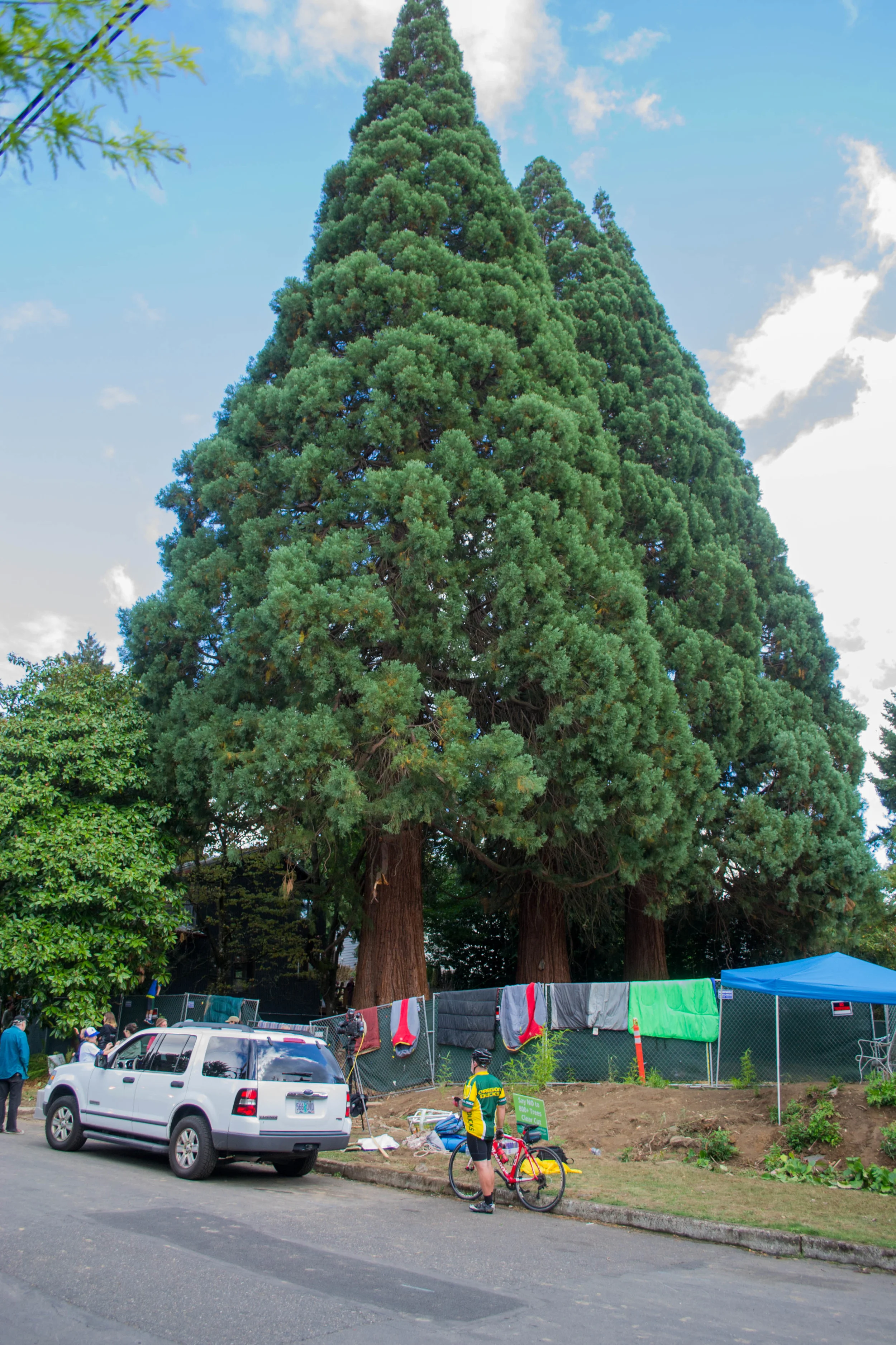 Tree Grail The Grail at Reed College — Photo Gallery