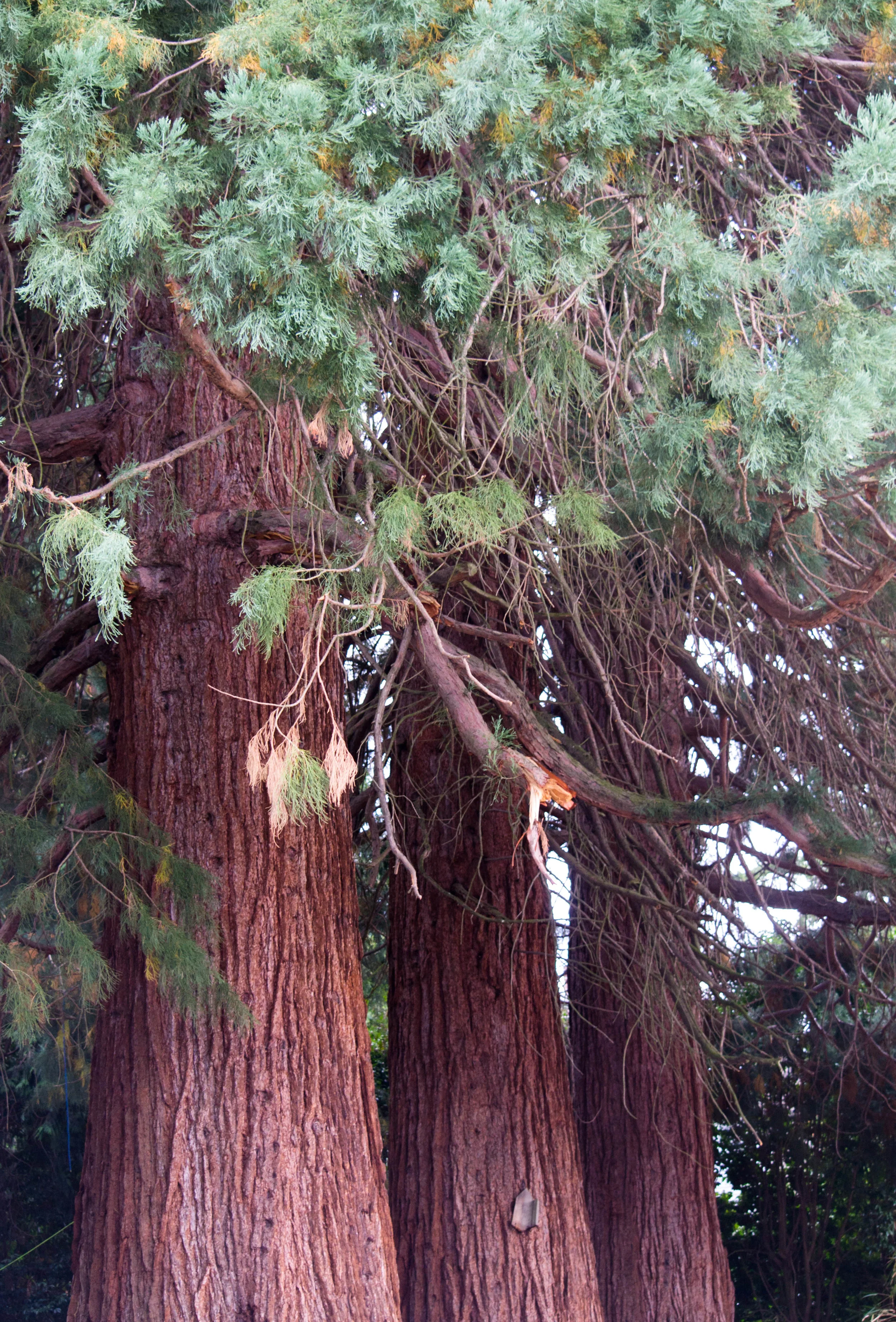 Tree Grail The Grail at Reed College — Photo Gallery