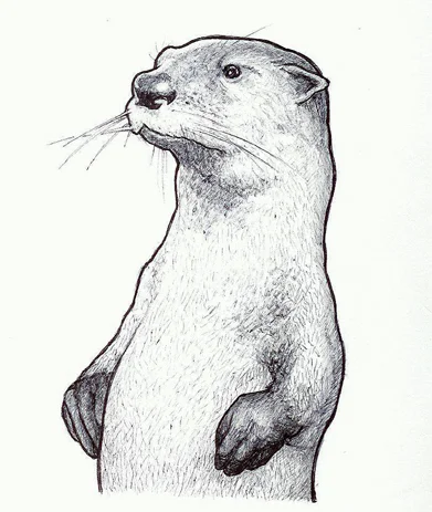 You can find these adorable little creatures swimming between the logs along the banks and under the bridges.