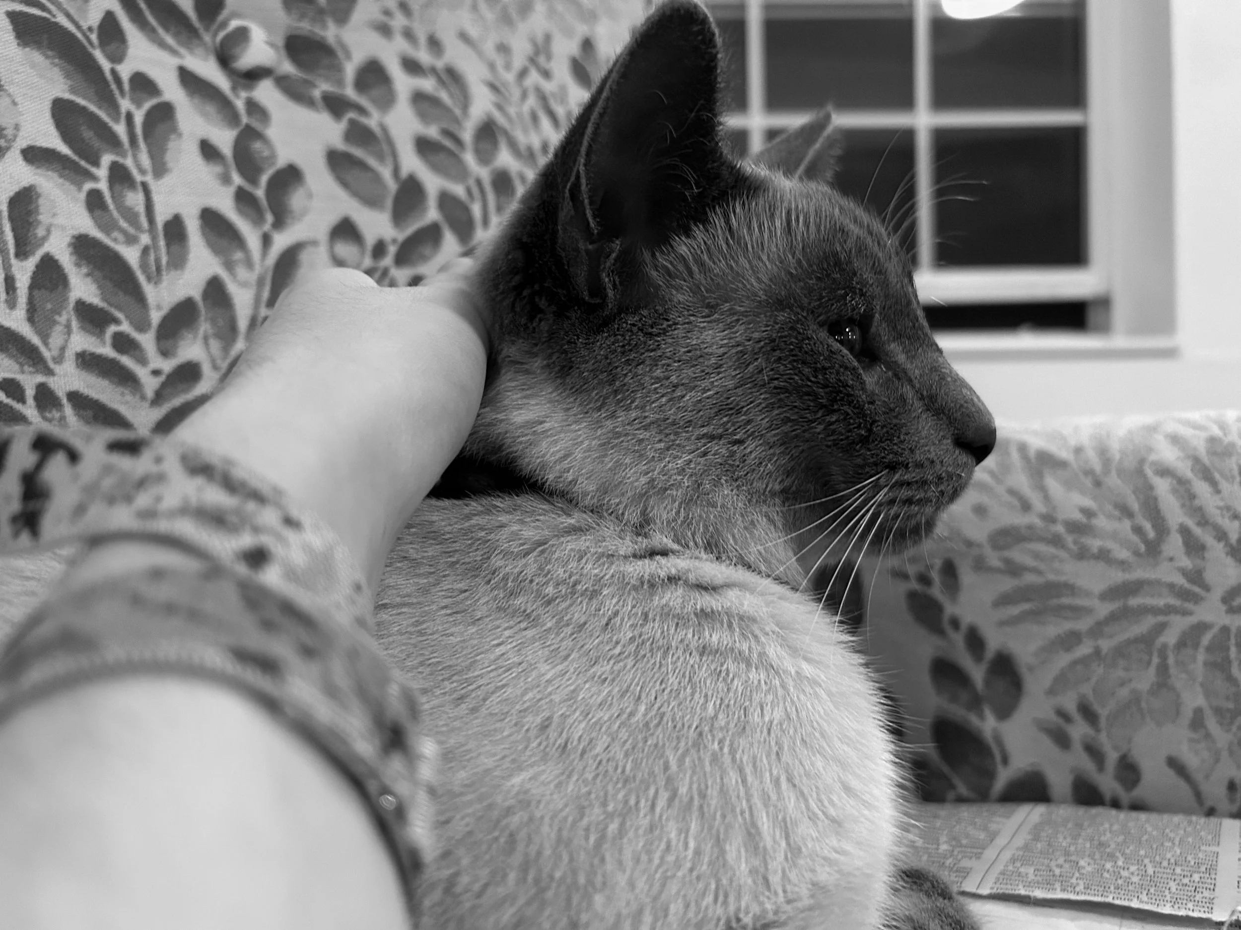Dinosaur Watch at Nighttime with Moon, Chair, Visitor, and Quest