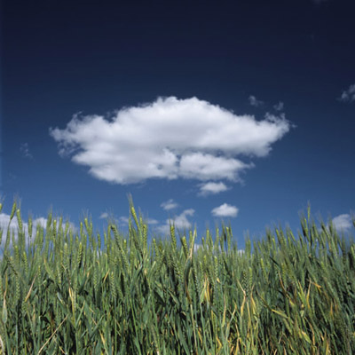 Wheat Field and Cloudscape