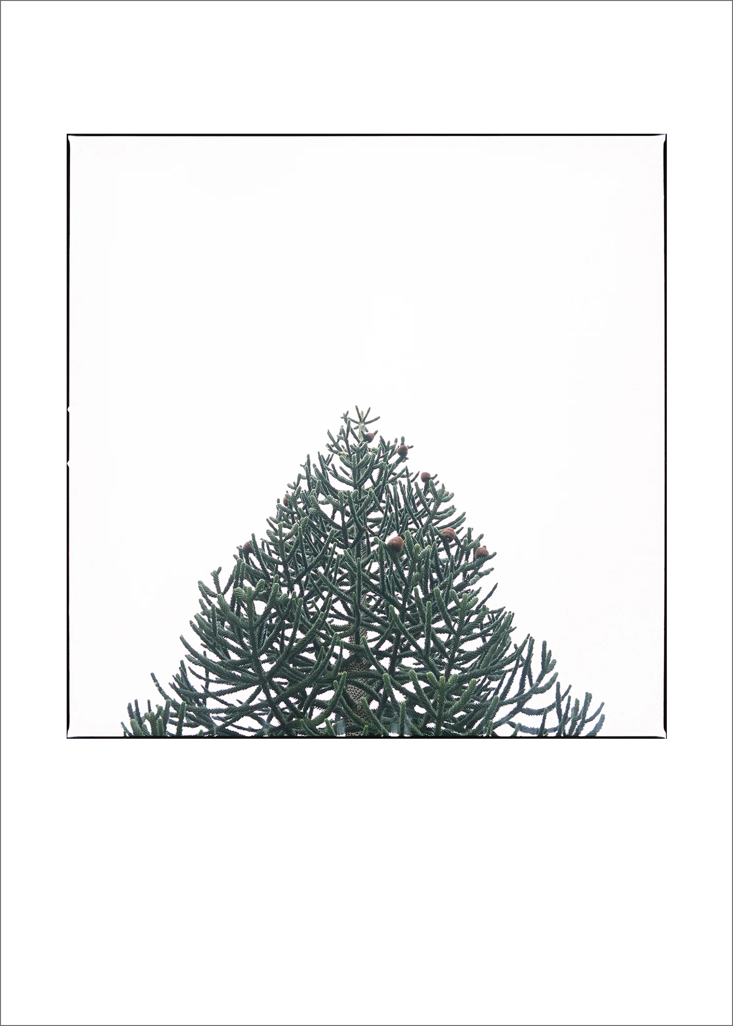 Monkey Puzzle