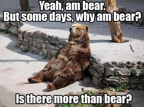 Don't be like this bear. There is more than bear. 