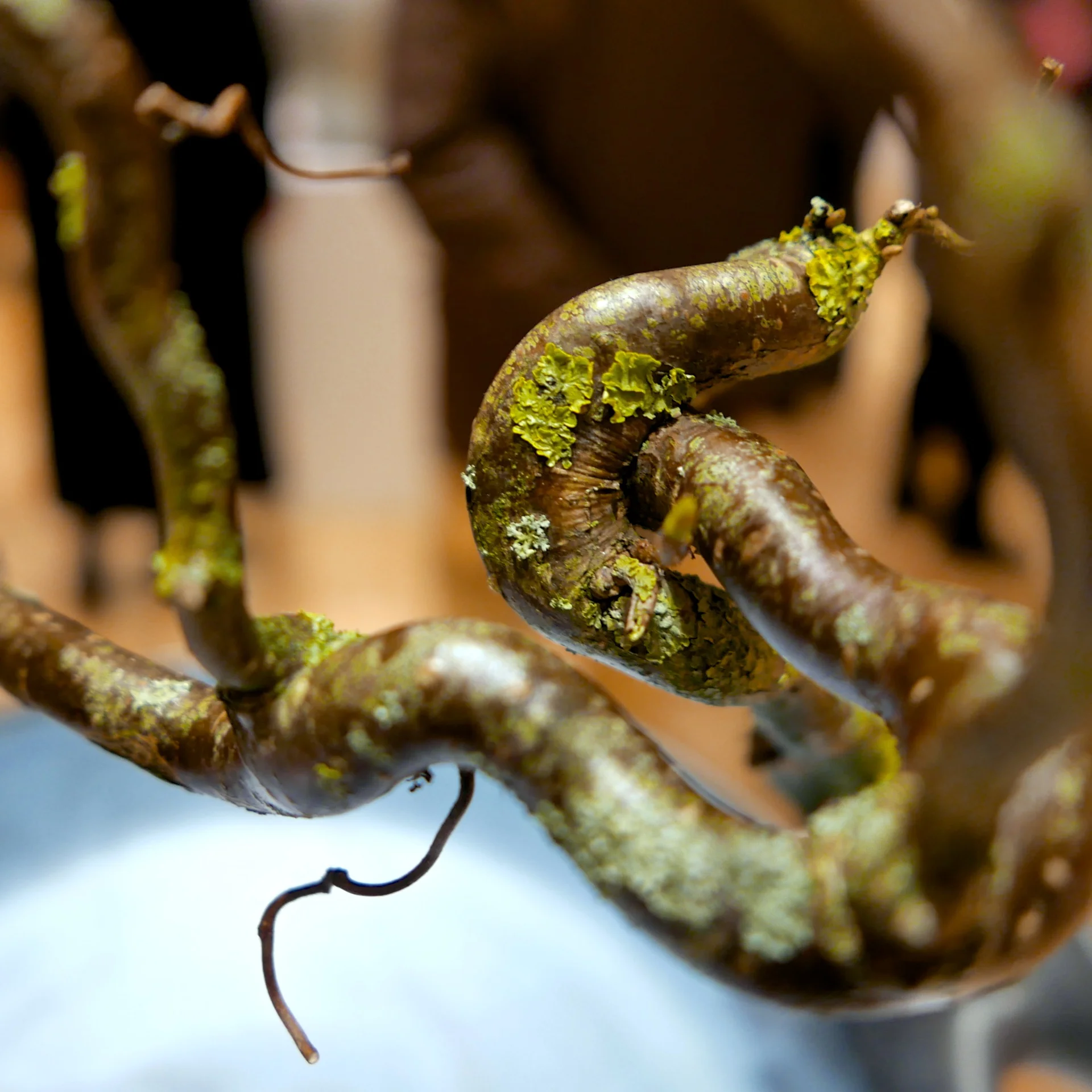 Portfolio @Solomon - New Gallery of Irish Craft & Design on Dublin's Grafton Street