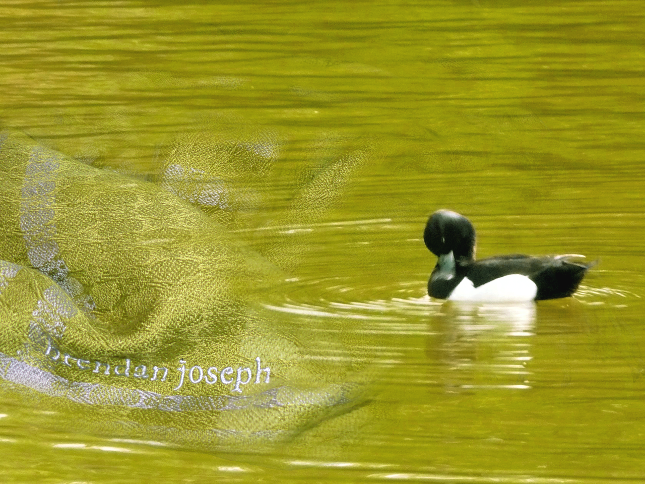 Catalogue-story-image-theduck.png