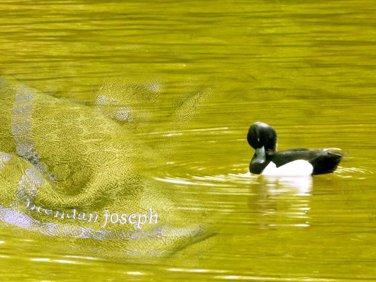 theduck-story.png