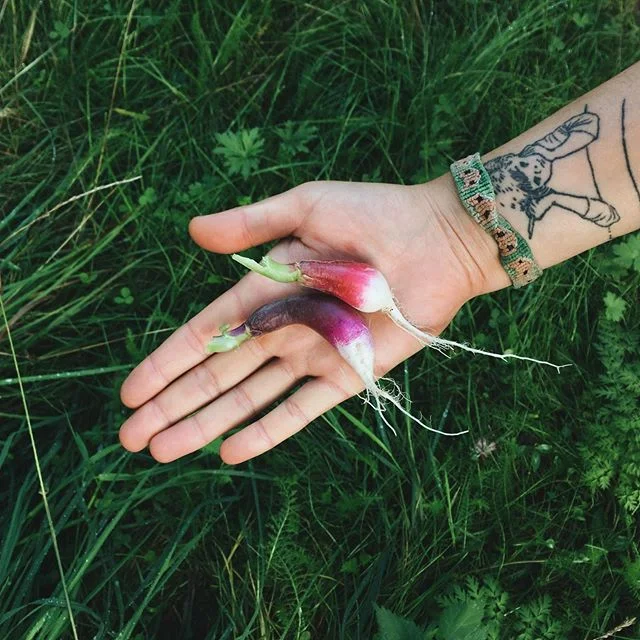 Rzodkiewki jak z dzieciństwa, pieką w buzi 💜💖 #uwagapyszne #rzodkiewka #prostozogrodu #🌈