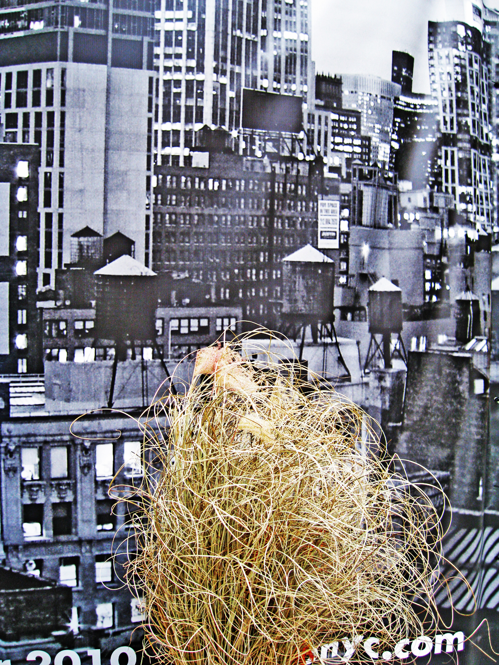 "Untitled" by Ira Joel Haber