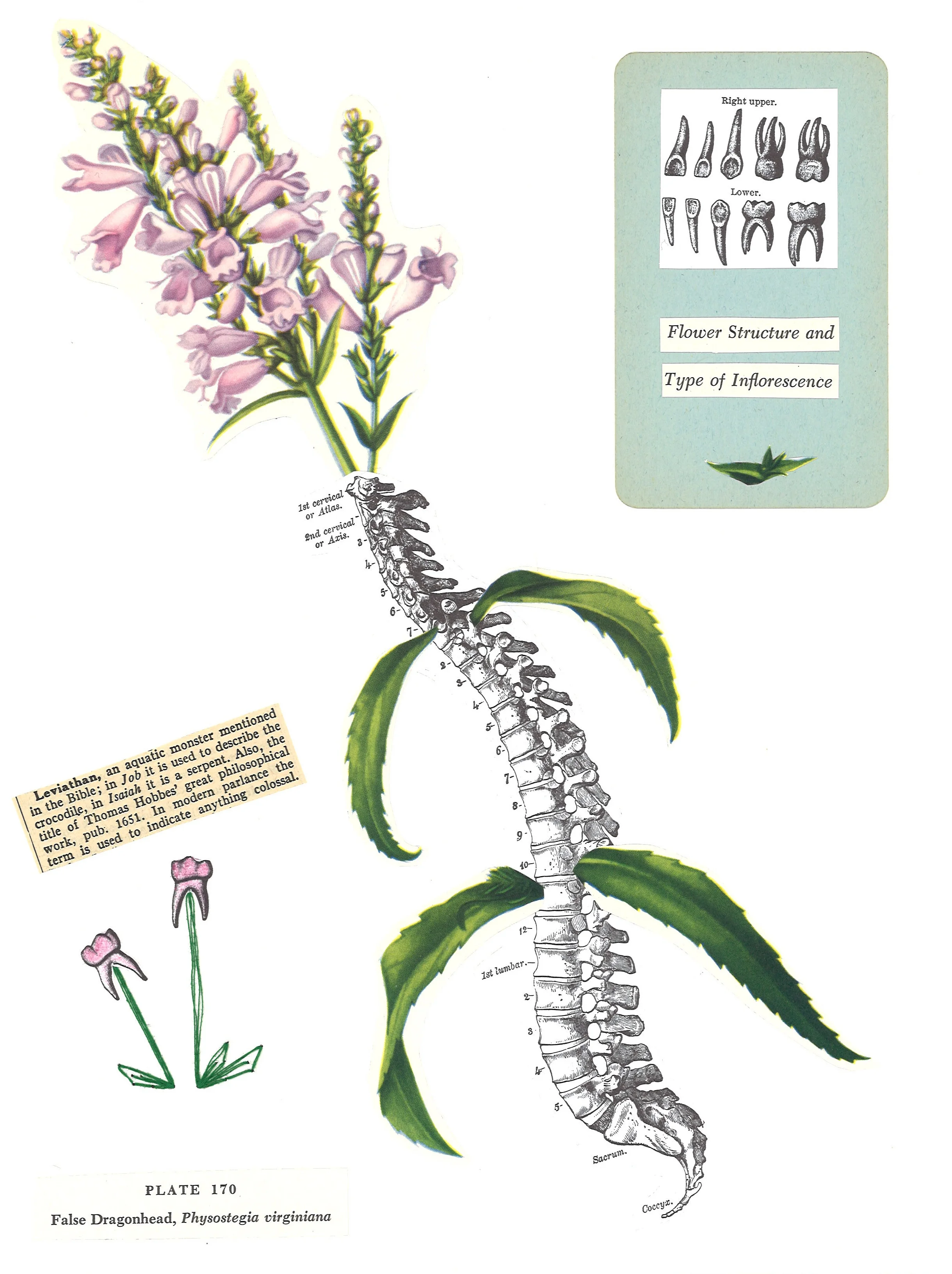 false_dragonhead_poem-collage.jpg