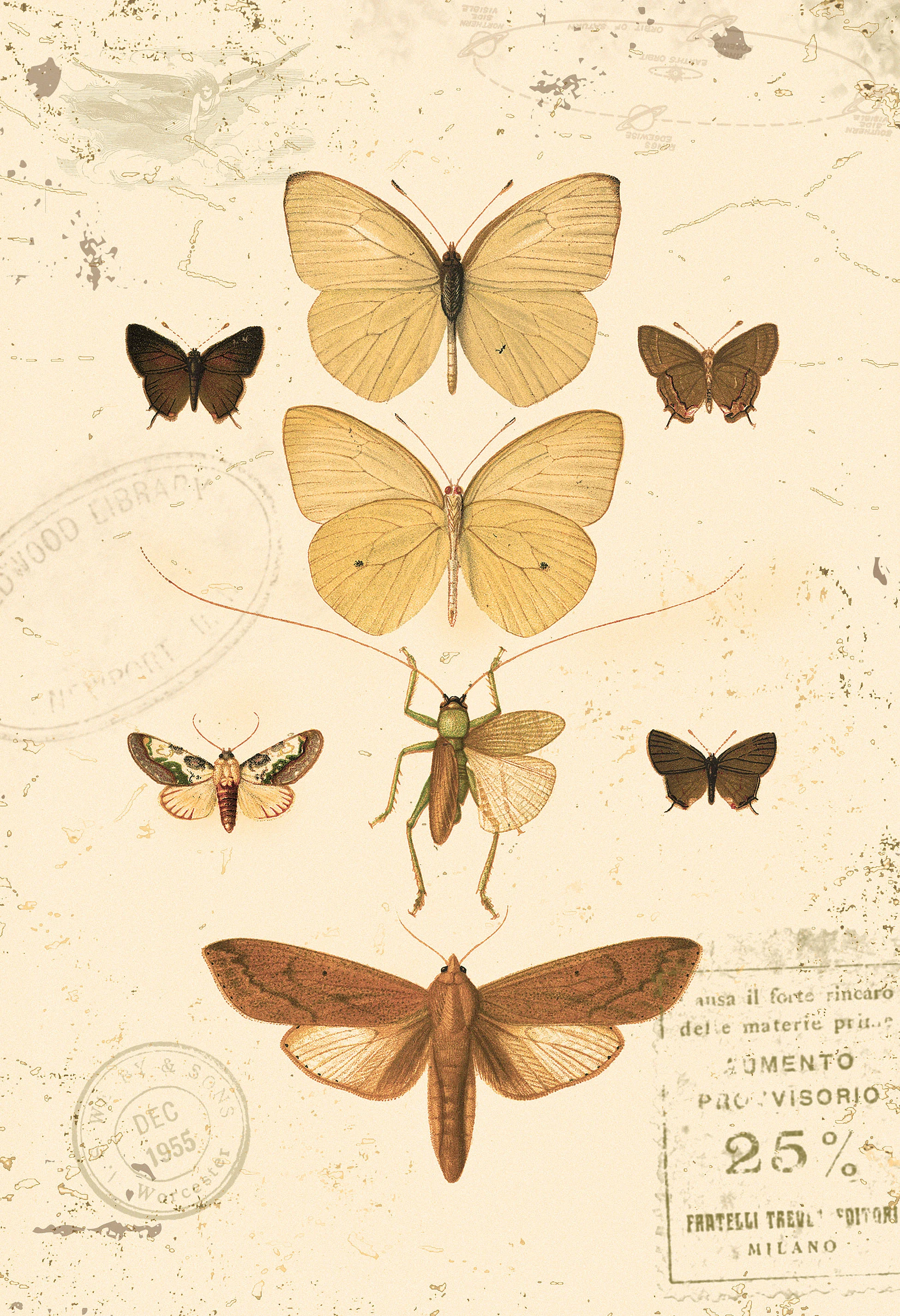 moths_5_lo_res.jpg
