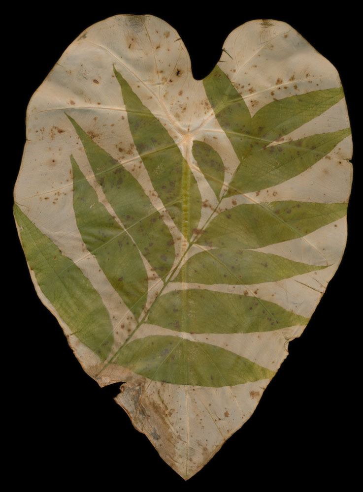 Staghorn Sumac on Colocasia