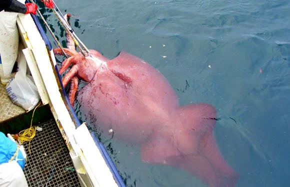 One of the only pictures of the live colossal squid alongside the San Aspiring, as the crew hauls it onto the boat. Source