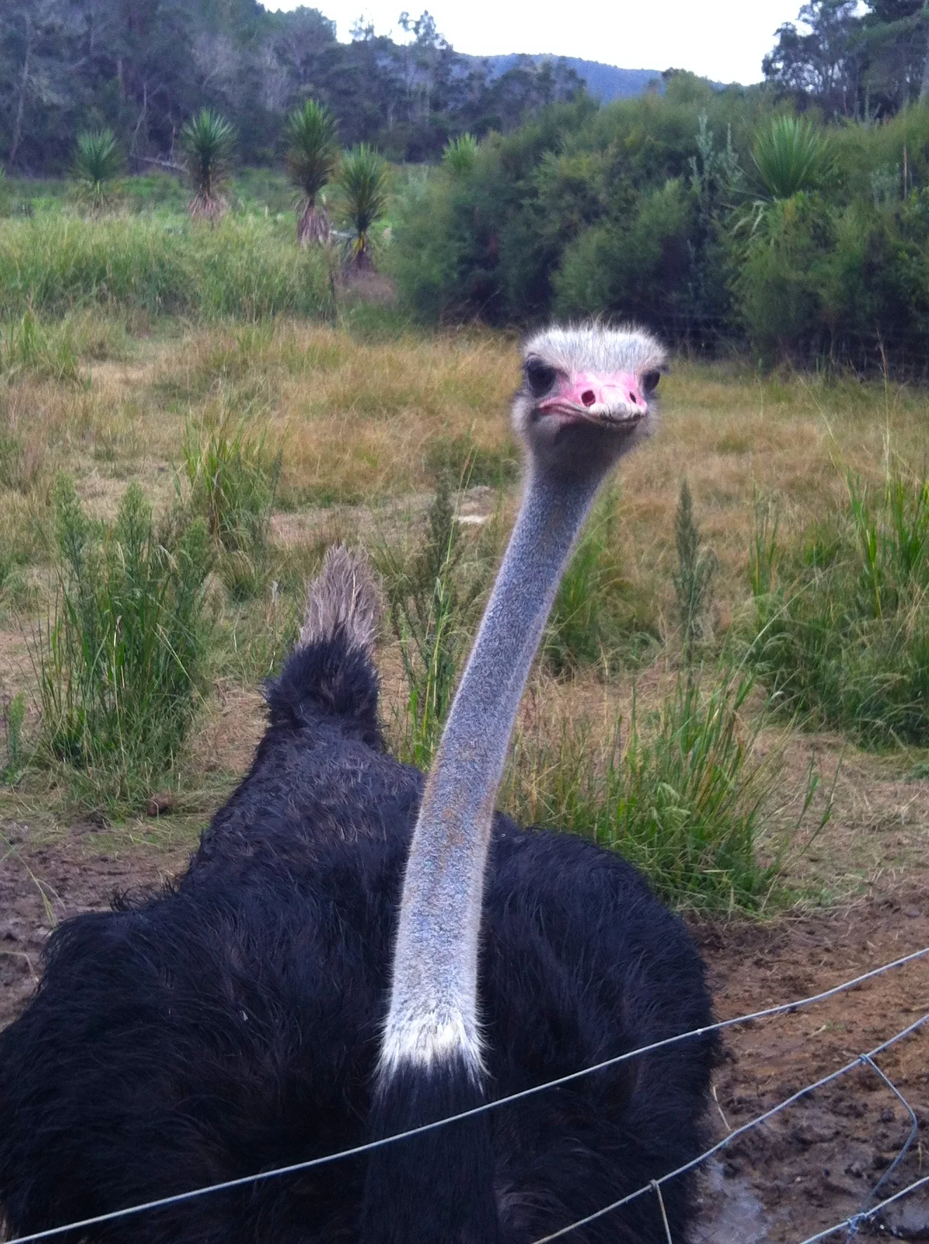 This ostrich was so intense! He got right up in our faces.