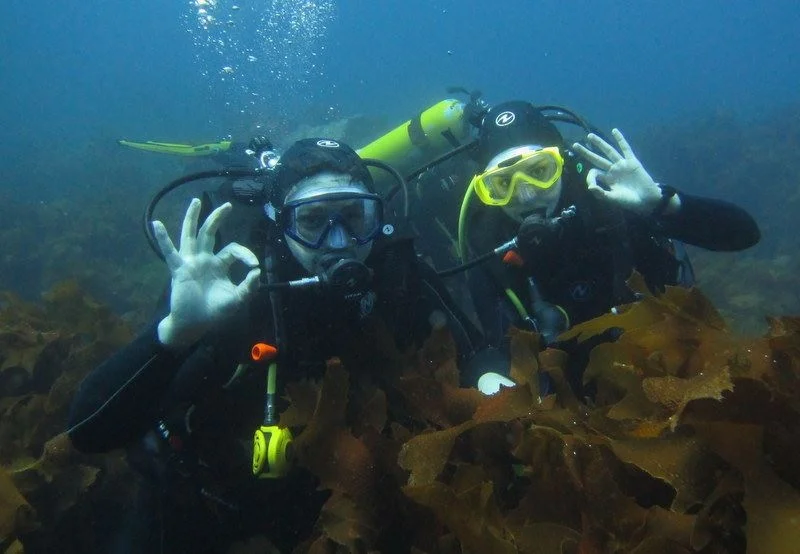 Poor Knight's is on Jacques Cousteau's top ten dive sites in the world. This was my first time diving in cold water and my first encounter with nudi branches - super cool and colorful sea slugs! They might be tied with Clown Fish and sea turtles for my favorite sea creature.