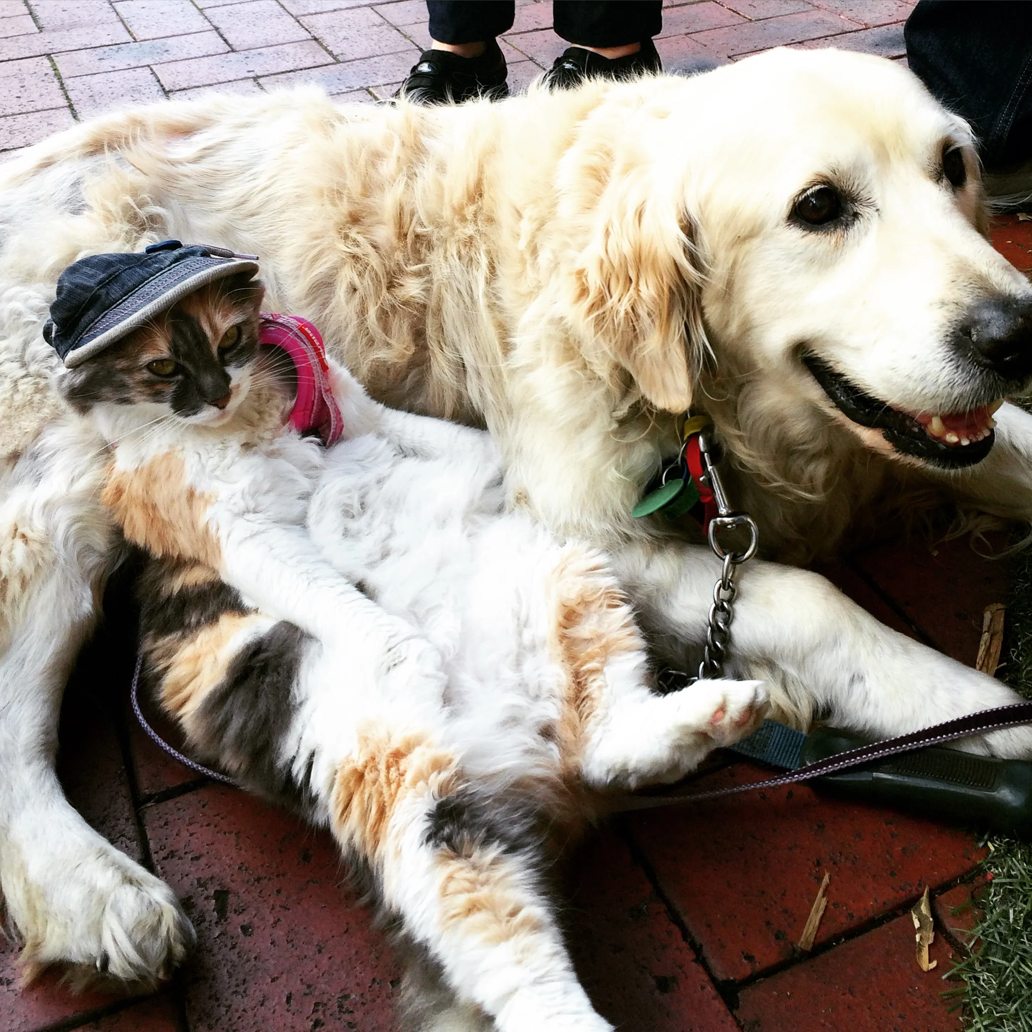 In a way, we're much like this incredible dynamic duo whom we met on the way to the ferry in Auckland - Joe the friendly Golden Retriever whose up for anything and me the 'cat in the hat,' just down for whatevs. 