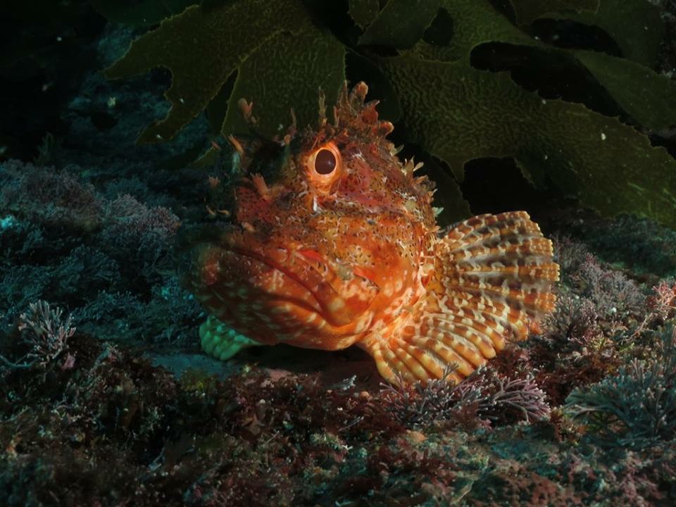 We spotted quite a few scorpion fish blending in with the coral.