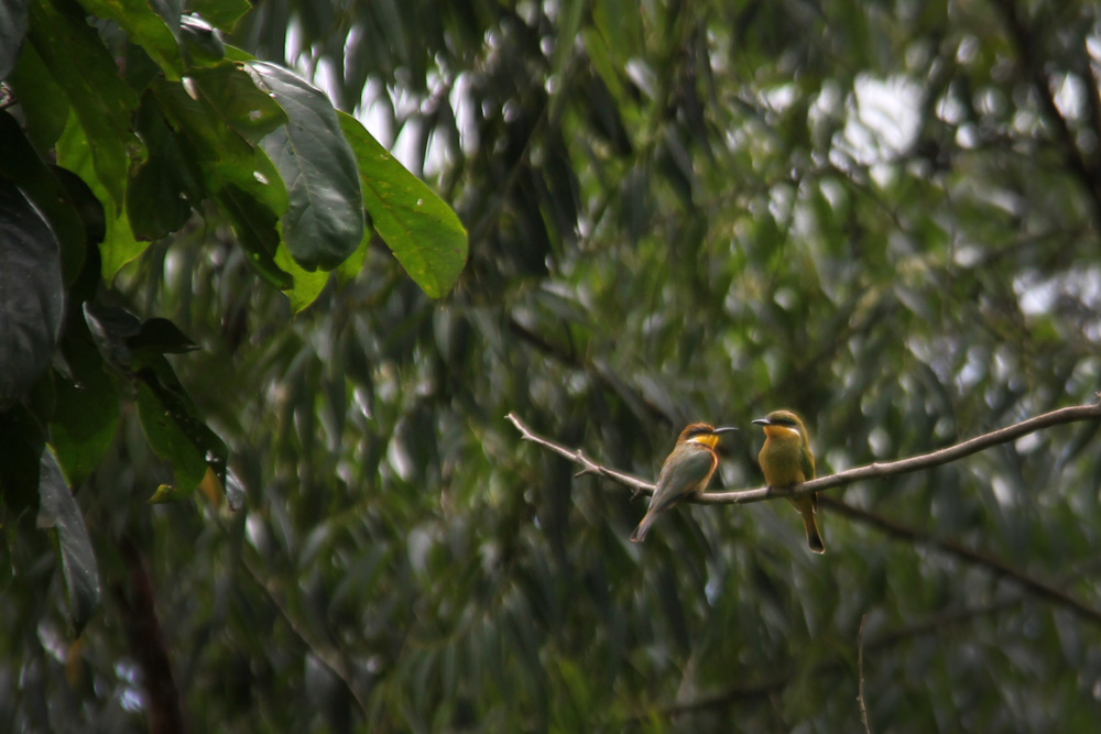 Bee-eaters