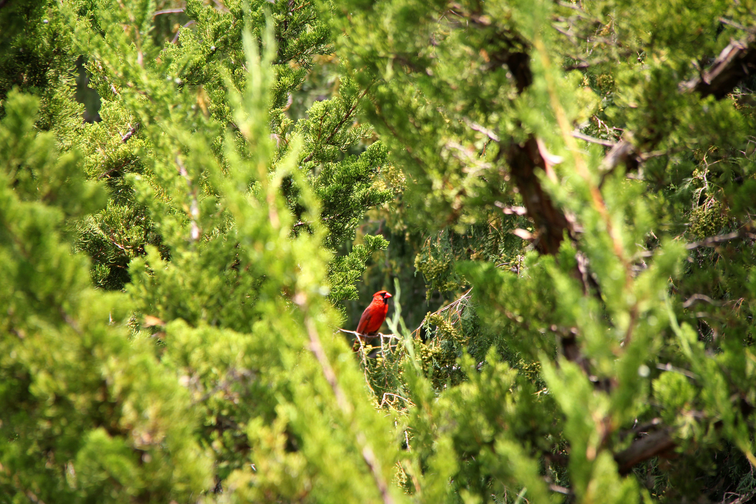 8.7.12 Cardinal.JPG