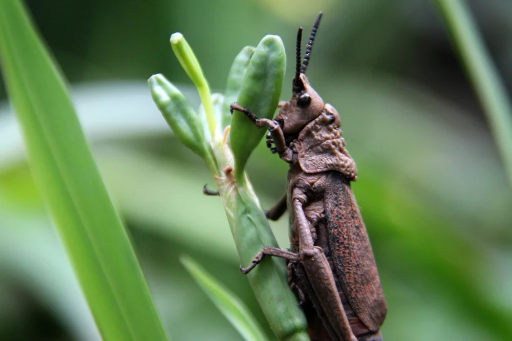 Life abundant in my yard