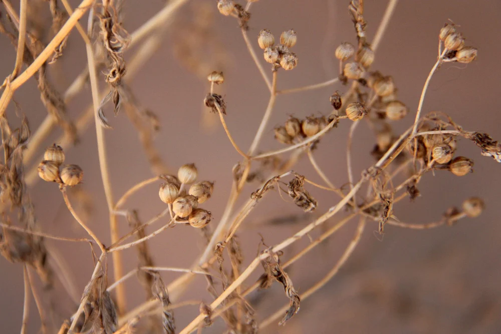 From the garden: coriander seeds