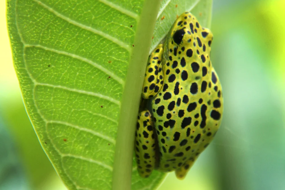 Contemplating new life