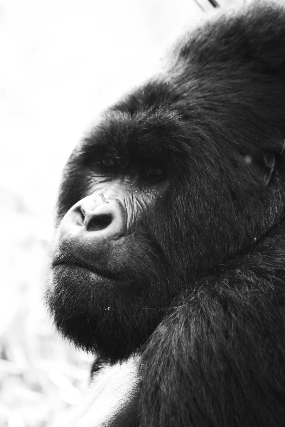 Visiting Congo's Mountain Gorillas