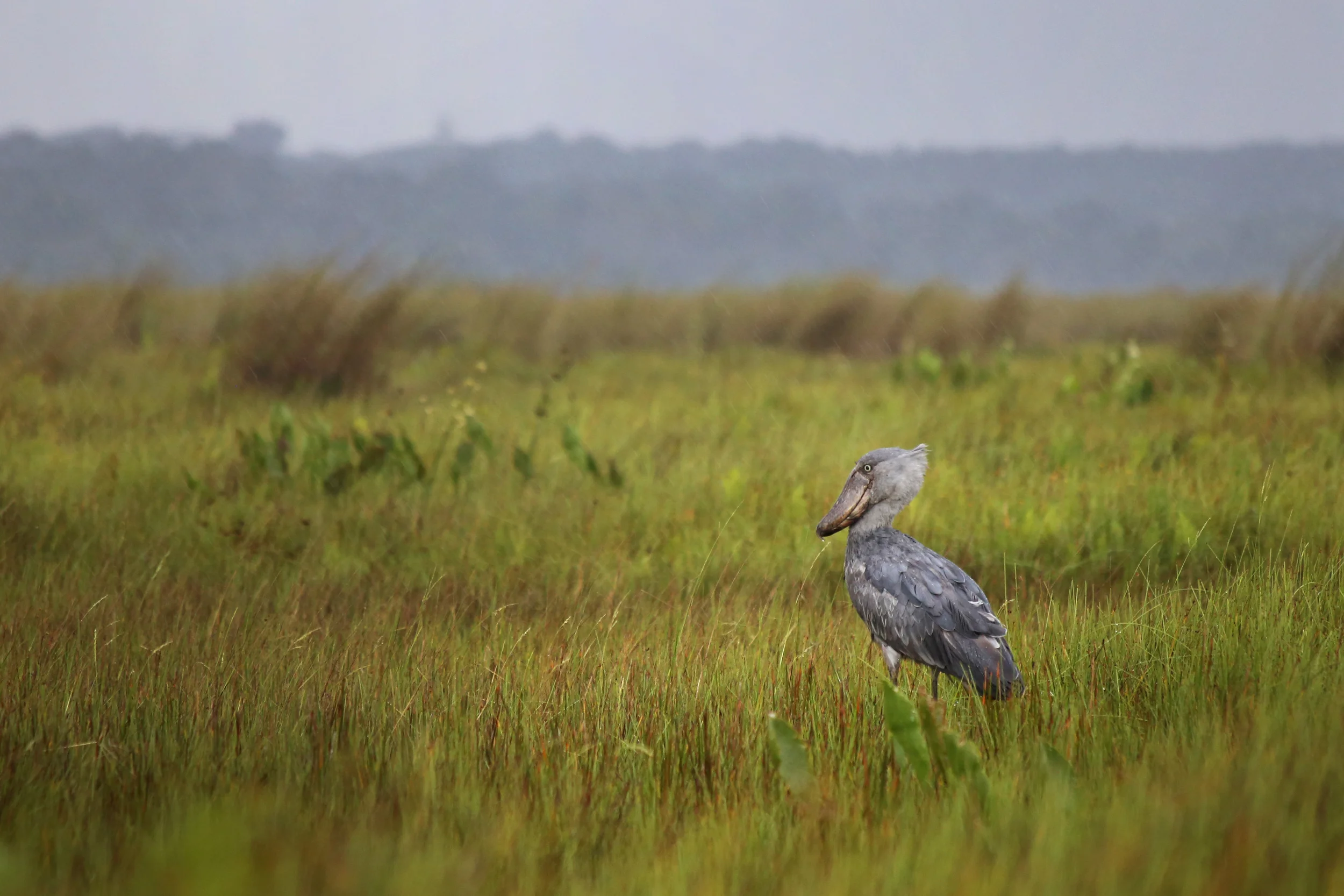 Lesser-known Uganda sights: Mabamba Swamp and Reptile Village