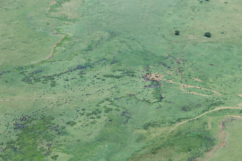 17.11.14 Bufflao herd from above in Kidepo.JPG