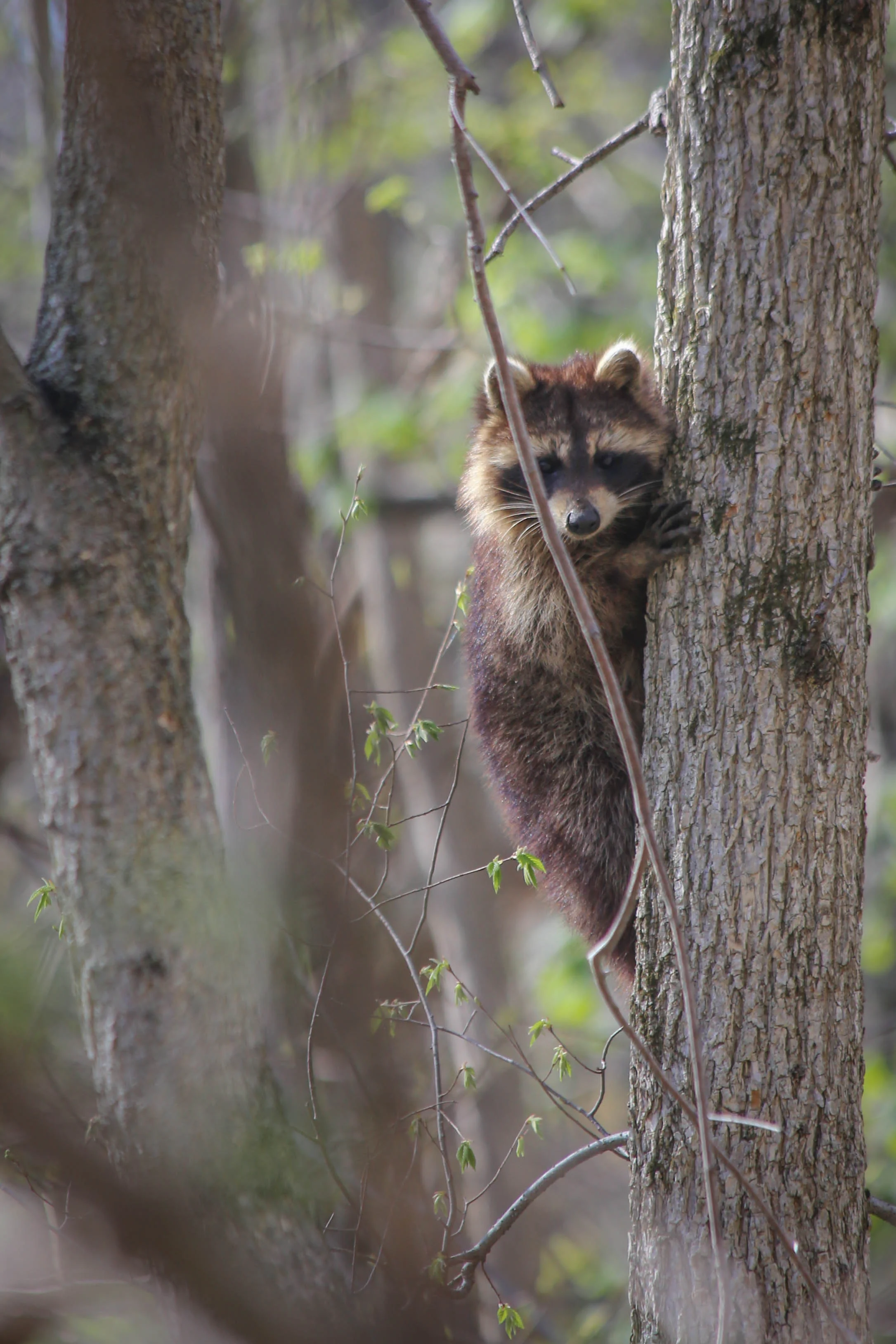 Waiting on Nature, in Nature