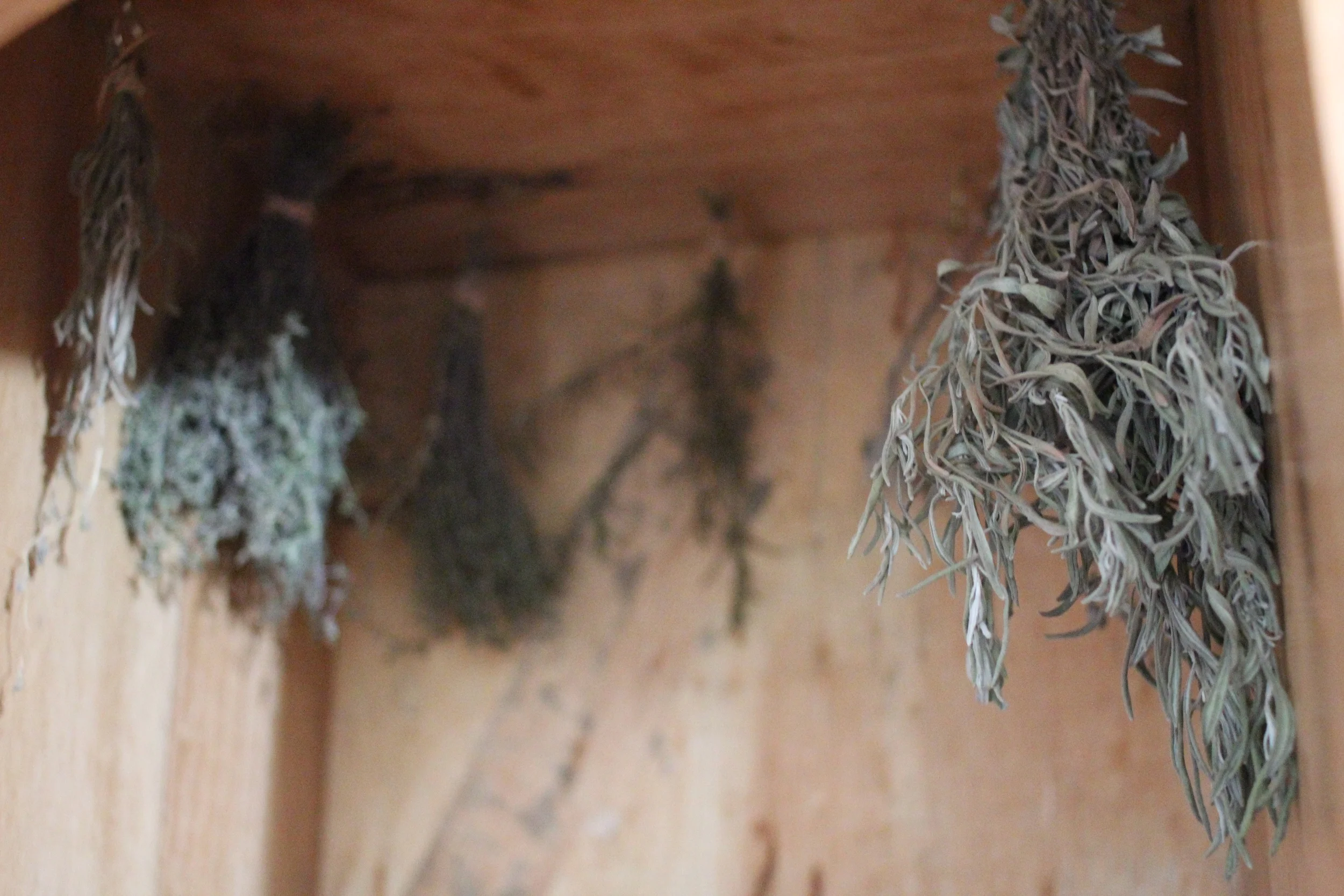 Drying herbs