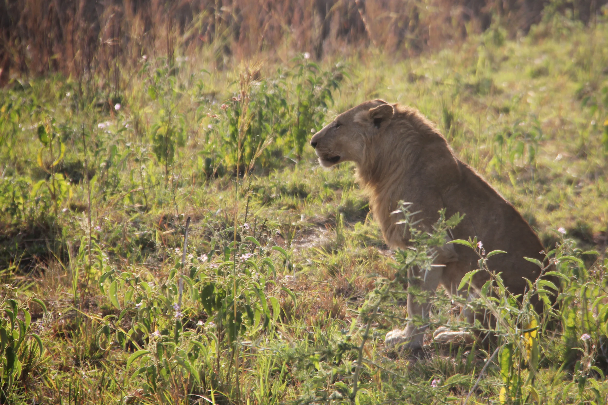 The wilderness of Kidepo