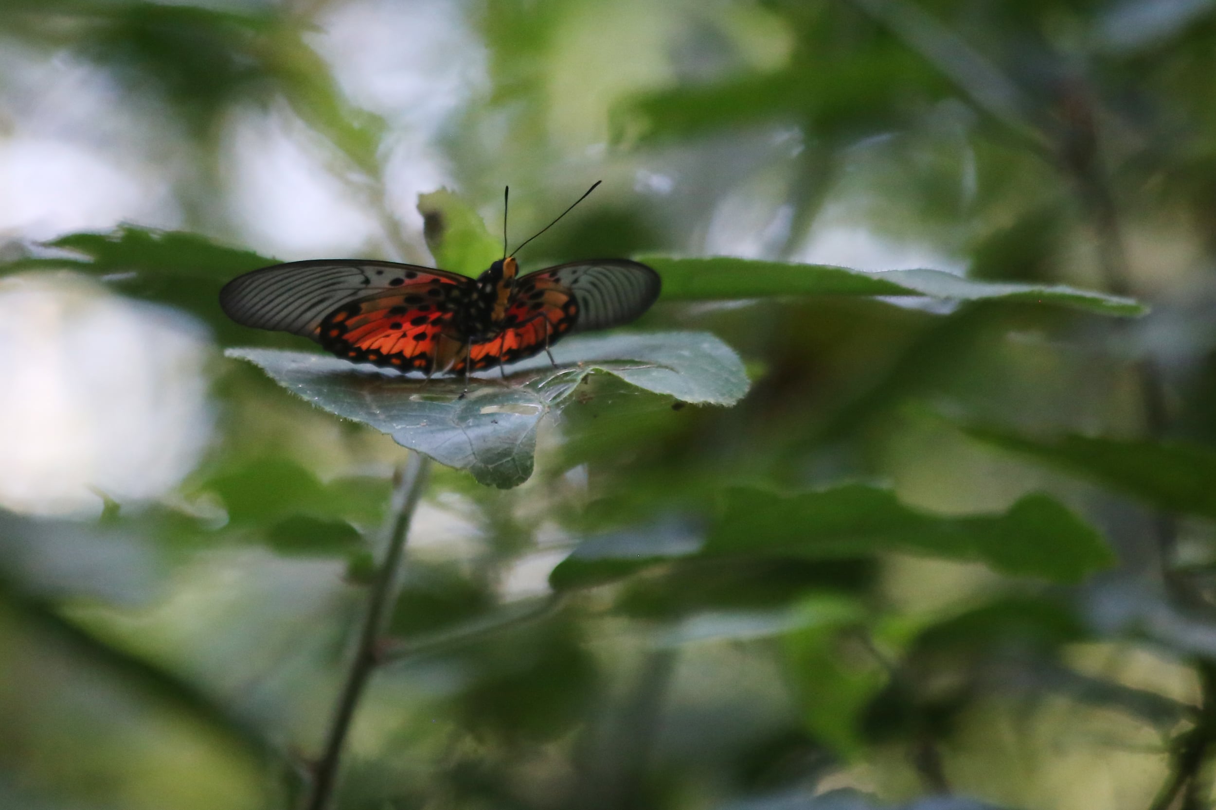 19.9.15 Butterfly in Mpanga Forest.JPG