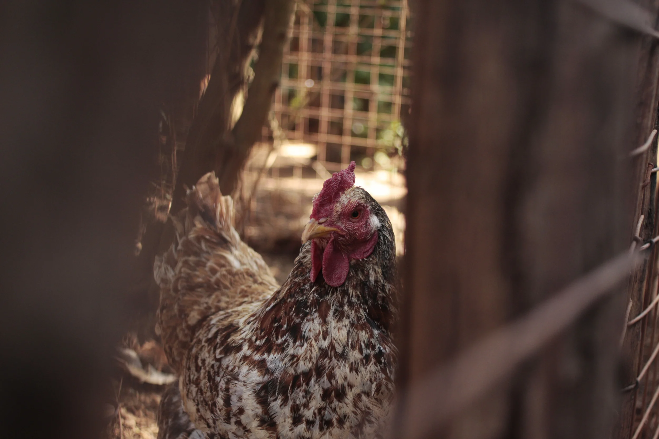 What to do with an old hen