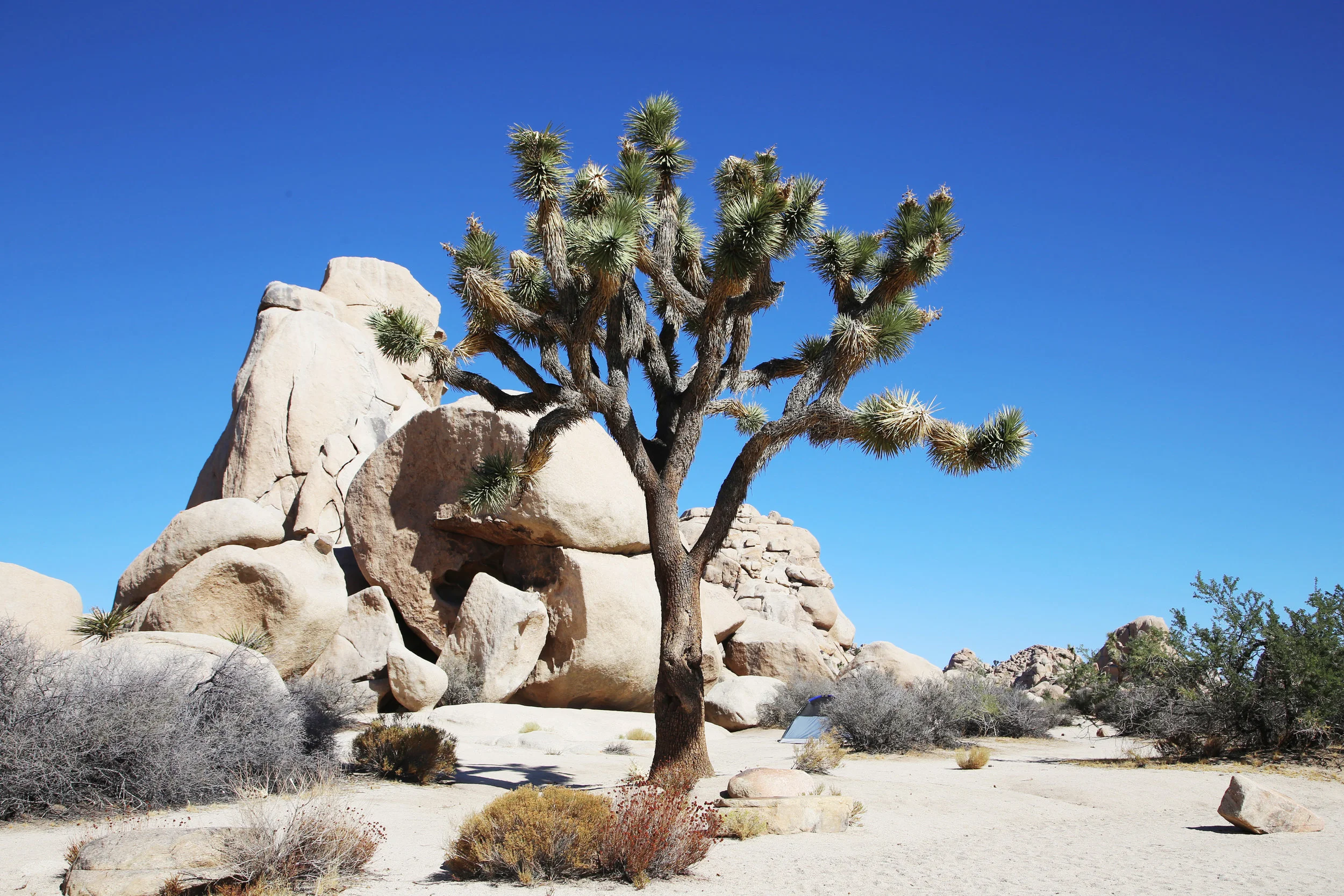 Joshua Tree National Park