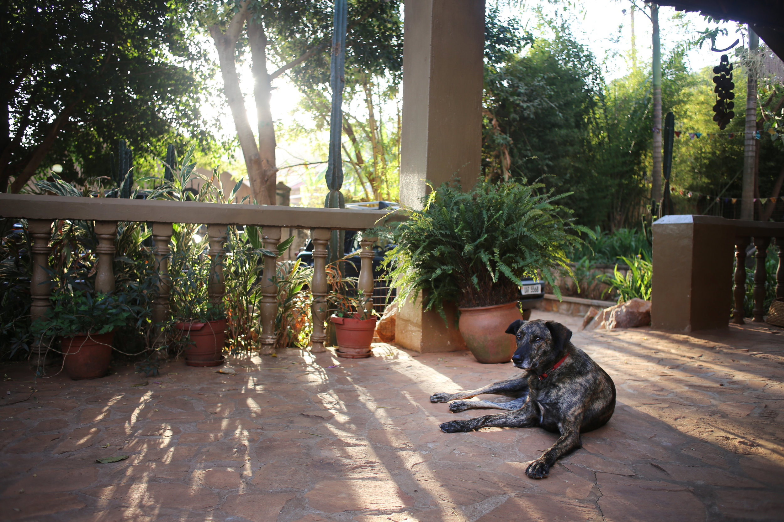 8.19.16 Sam in the setting sun.JPG