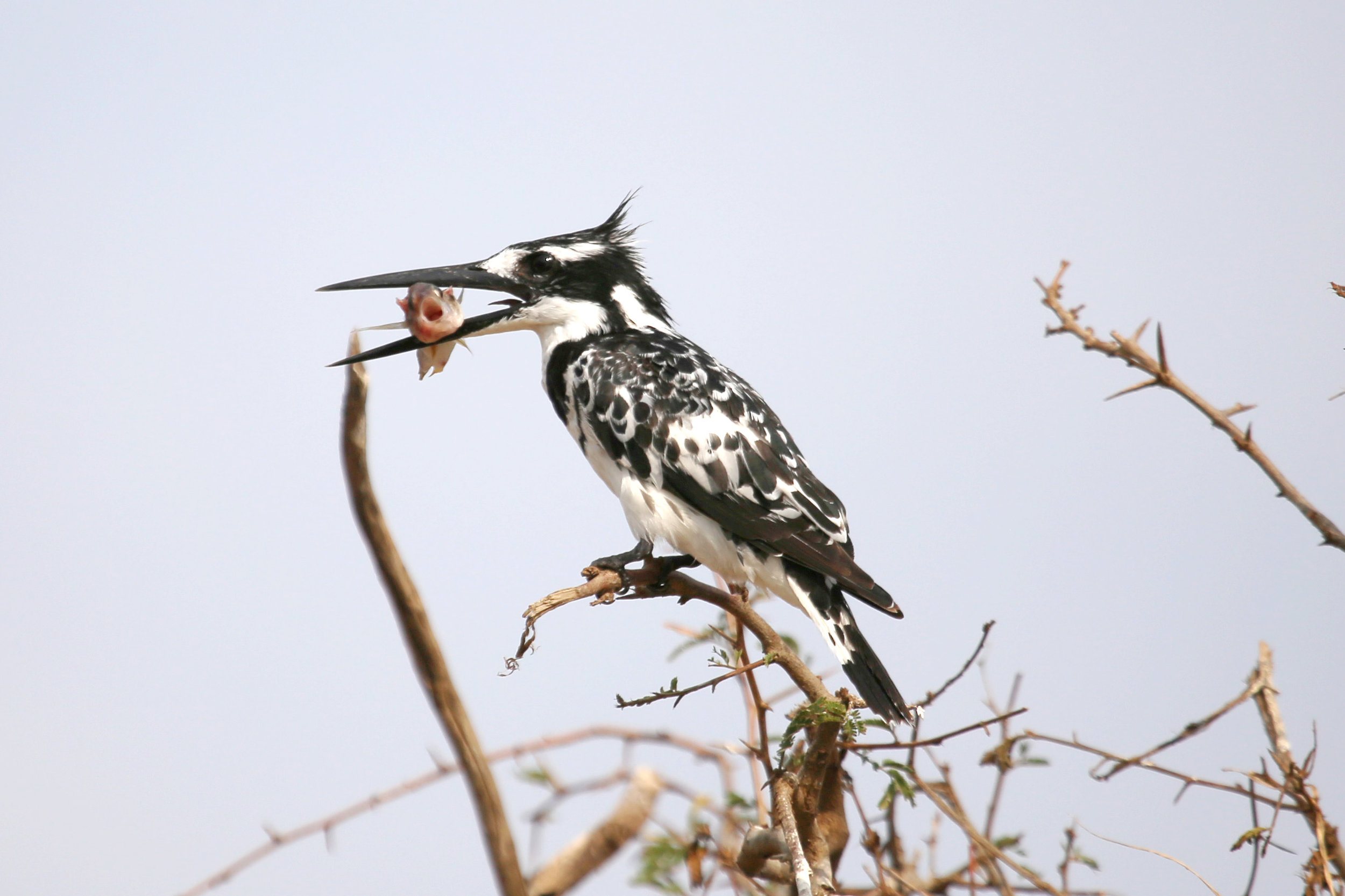 7.22.17 Kingfisher's catch.JPG