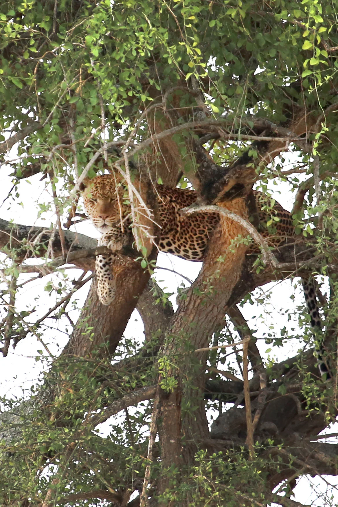 Murchison Falls National Park