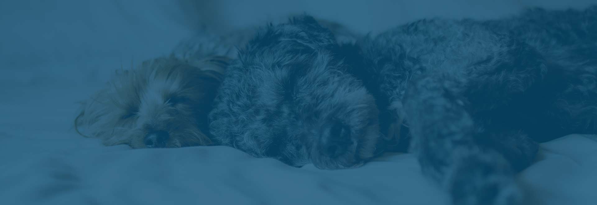 sheep-sleep-natural-sleep-aid-dog-tired-sleeping.jpg