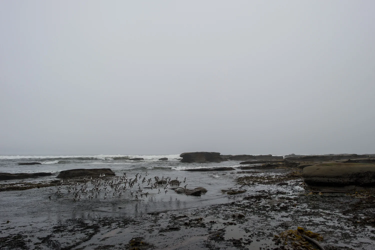 Nigel Fearon Photography | The West Coast Trail-15.jpg