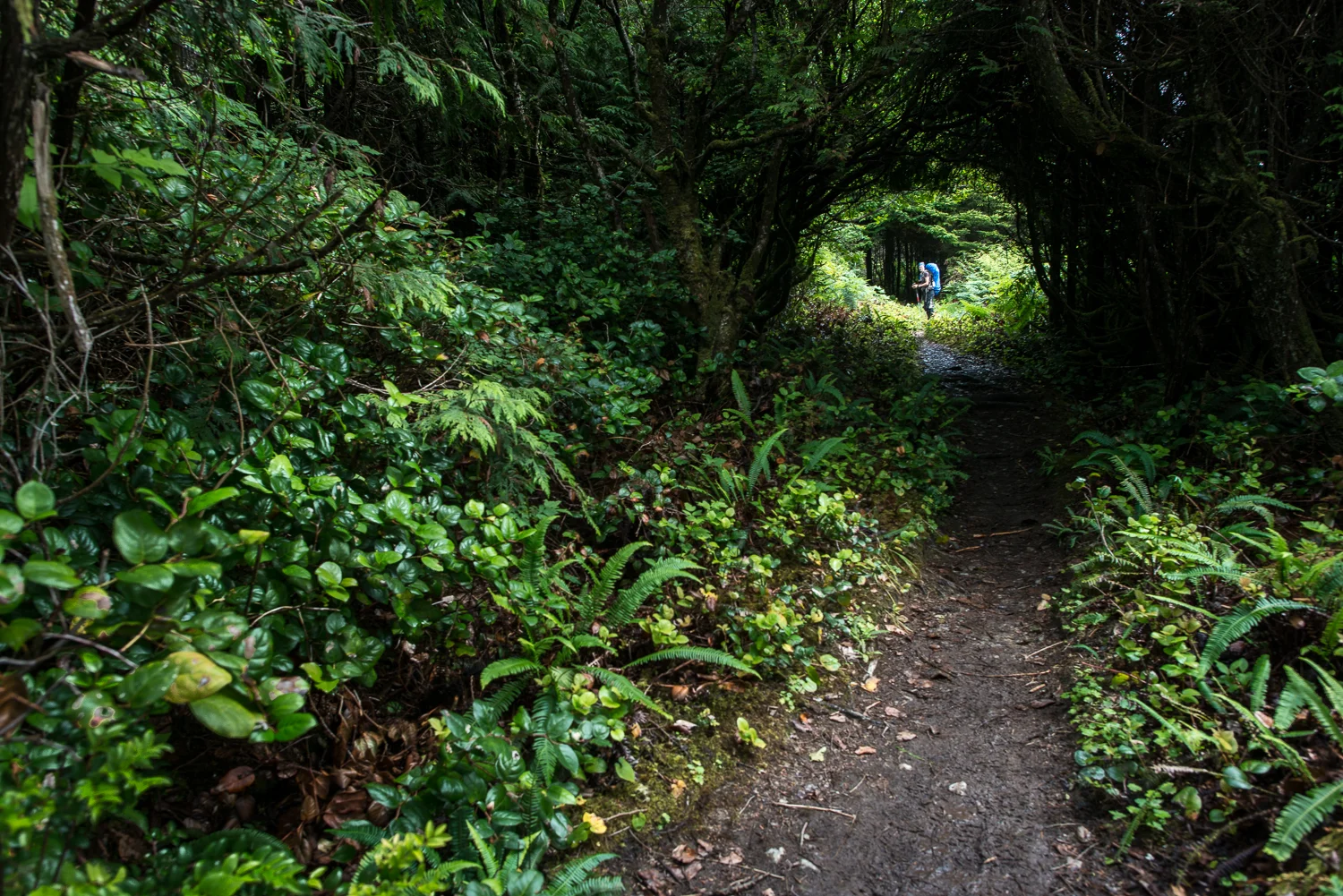 Nigel Fearon Photography | The West Coast Trail-26.jpg