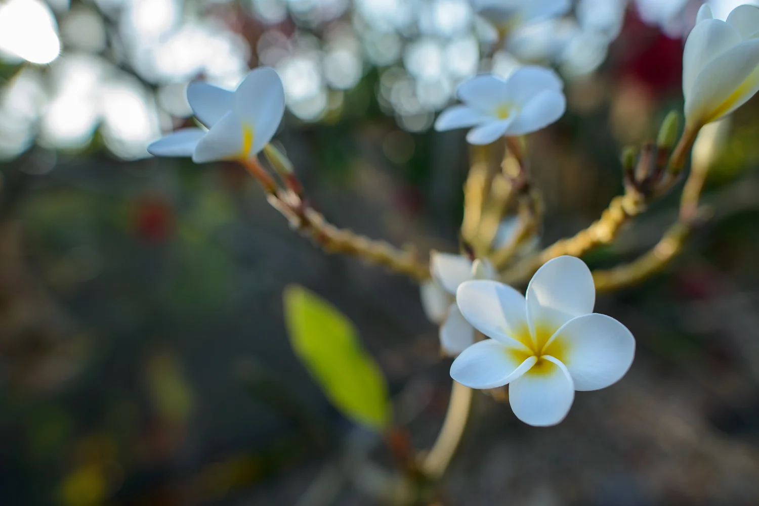 Nigel Fearon Photography | Hawaii-11.jpg
