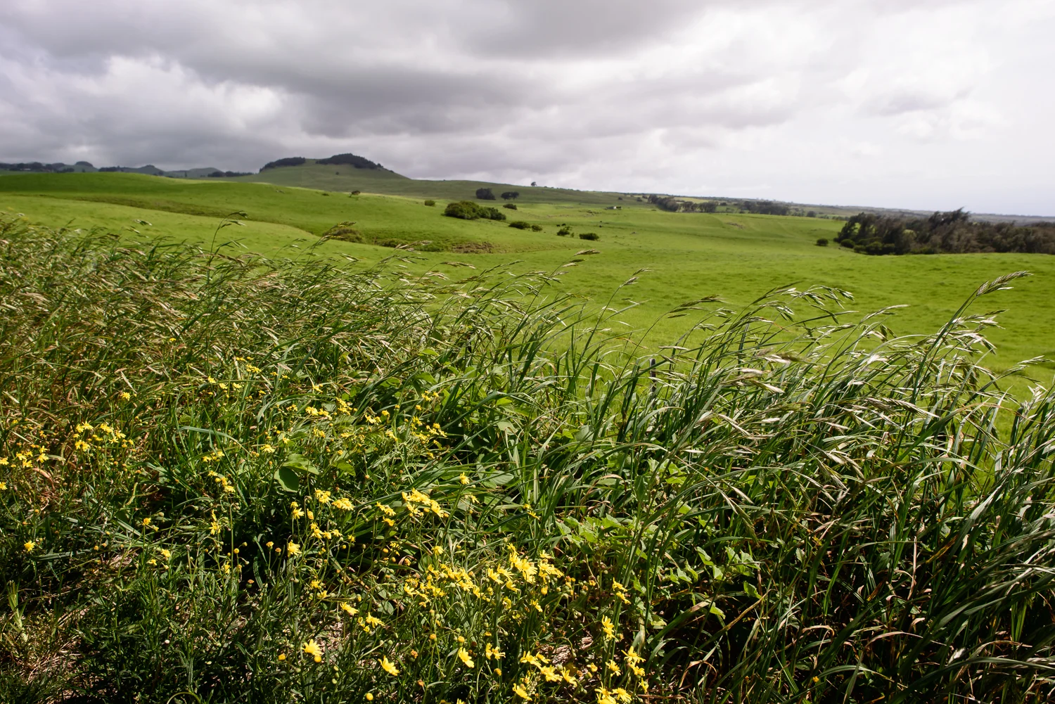 Nigel Fearon Photography | Hawaii-14.jpg